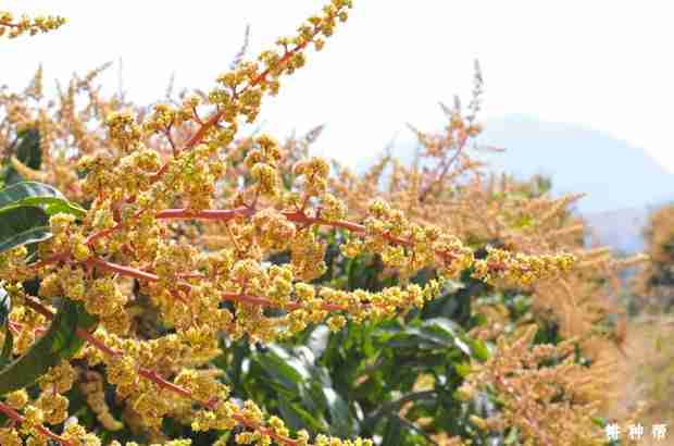 种植芒果如何保花保果？